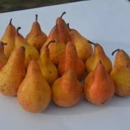 Саджанець Груша Осінь Буковини в контейнері